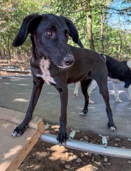 Irma möchte ein eigenes Zuhause - Schwabach