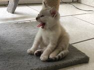 Snow Seal Lynx Bengal Kitten Reinrassig - Werther (Westfalen)