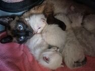 Edel Siam Bkh Kitten Katzenbabys - Hamburg Bergedorf