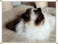 Heilige Birma Katze sucht neues Zuhause - Köln