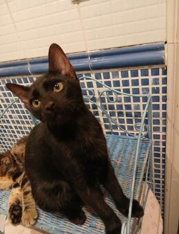 Katzenkind Conan sucht Dich! - Walluf