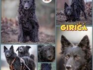 Girica kroatischer Schäferhund Hündin - Margetshöchheim