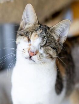 Greta sucht ein liebevolles Zuhause - Bergheim (Nordrhein-Westfalen)