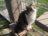 Schmusekatze Nina sucht Dich! - Walluf