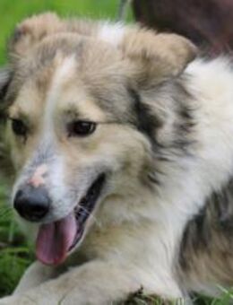 Armani - zutraulich u. sehr lieb - Lohra