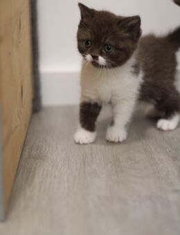 Britisch Kurzhaar Kitten mit Stammbaum , Babykatze - Rüthen