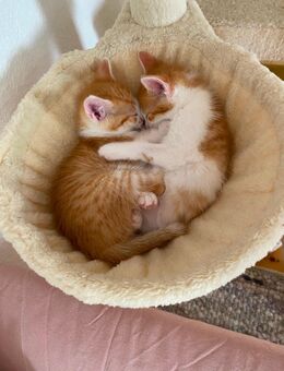 Kitten Babykatze - Marburg
