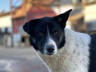 Ex-Kettenhund,Collin, sucht unbeschwerte - München
