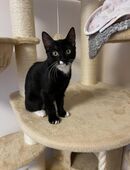 (EKH) Herzenskatze (3 Monate) sucht liebevolles Für-immer-Zuhause 🐾 in 45144