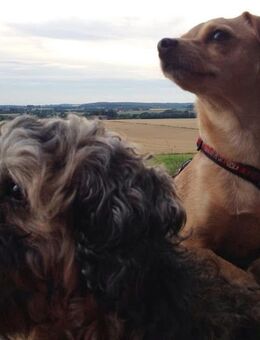 Suche Shih-Tzu oder Shih-tzu Mix Welpen (Rüde) - Parchim