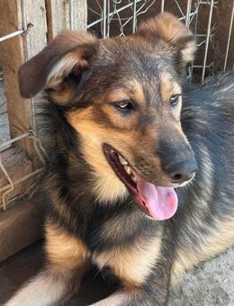 Henry sucht ein Zuhause - Egestorf