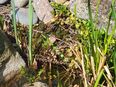 Siche Gartenpflanzen in 28199