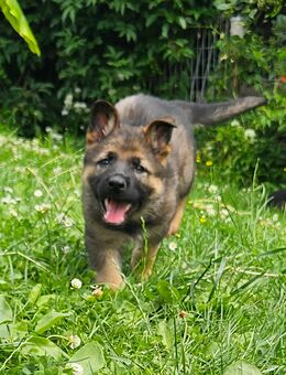 Deutscher Schäferhund Rüde - Zeulenroda-Triebes