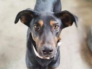 ULLY ❤️ Traumhund mit Freundin - Neudenau