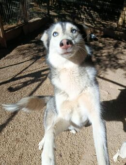 Andaloya eine zauberhafte Husky Hündin - Karlsruhe