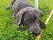 Labrador Welpen - Geilenkirchen