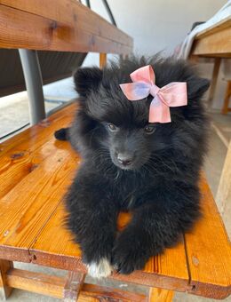 Zum Verkauf steht ein entzückender, viermonatiger Pomeranien-Welpe in elegantem Schwarz! - Köln