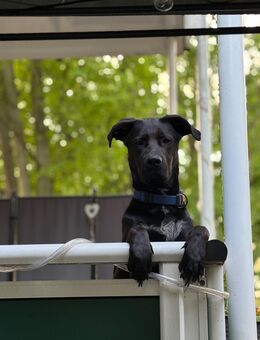 Labrador Mischling sucht ein liebevolles neues Zuhause - Gelsenkirchen Hassel
