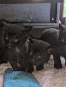 Noch 3 süße Babykatzen suchen liebevolles zu Hause in 92342