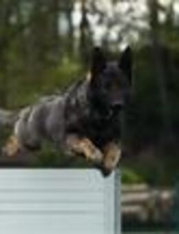 Hanni sucht ein neues zu Hause - Itzgrund