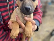 Die kleine Ronja sucht ihr großes Glück - Kallmünz