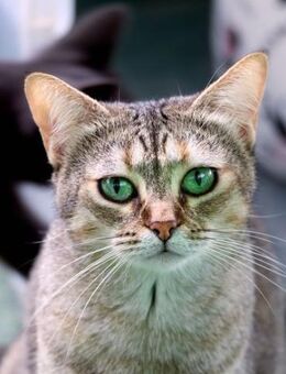 Katze Princes - Bochum