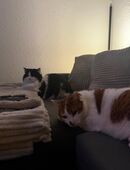 Kombo sucht liebevolles Zuhause in 21035