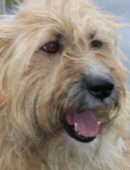 Ilio - hübscher Wuschelrüde - Lohra