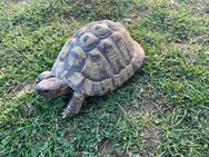 Griechische Landschildkröte THB 2008 Männchen - Reinheim