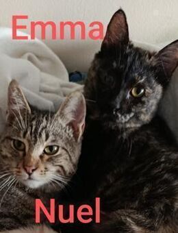 das süße Katzenpaar - Augsburg