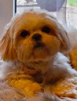 Shih poo Welpen, Shih tzu/ Zwergpudel, - Glandorf