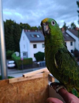 Papagei - München