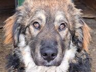 Mishu - Herzensguter Hund - Obertshausen