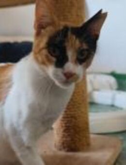Macarena; Familienkatze mit kl. Handicap - Geilenkirchen