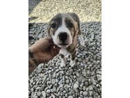 Matilda - Pflegestelle oder Zuhause gesu - Oberwies