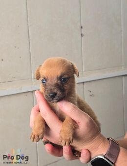 Hundebaby Berno - Talkau