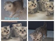 BKH Babys Reinrassig - Hamburg Hamburg-Mitte