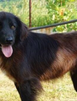 Rocko treuer Begleiter fürs Leben - Kissing