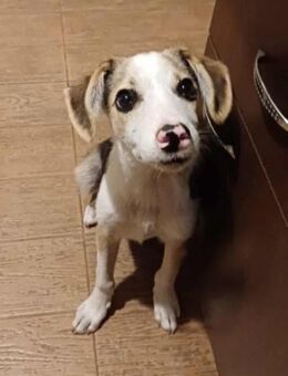 Anton von kettenlos - Bollingstedt