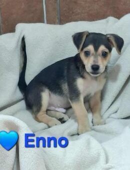 Enno - er liebt den Menschen - Höchst (Odenwald)