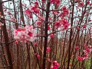 Viburnum bodnantense Dauwn( Winterschneeball )Hö - Groß Miltzow