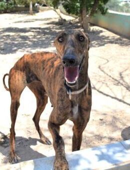 Bonita verliert ihr Zuhause - Duisburg