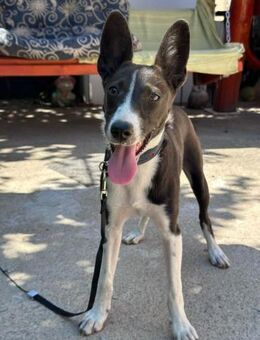 Flummi Babywindhund von der Straße - Jade