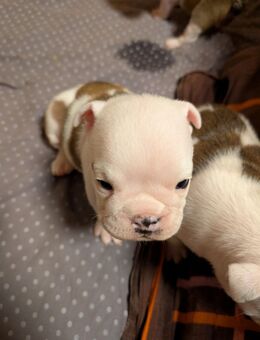 English Bulldog Puppies - Ibbenbüren