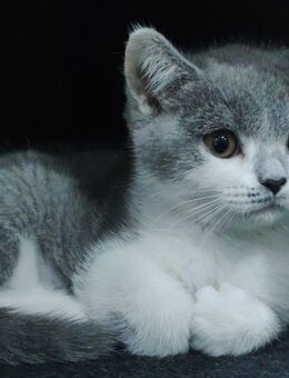 BKH Kitten - Gladbeck Zentrum