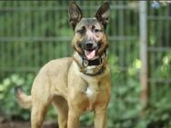Kessy sucht ein Zuhause - Pirmasens