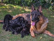 Schäferhund Welpe Hündin - Herzogenrath Zentrum