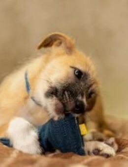 Zauberhafter Welpe Fox - Kallmünz