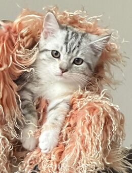 Wunderschöne Chloe - Bremen