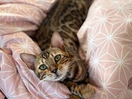 Bengal Kätzin 7 Monate mit Stammbaum - Ingolstadt